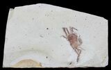 Fossil Pea Crab (Pinnixa) From California - Miocene #63715-1